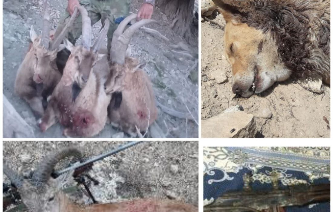دستگیری شکارچی متخلف با ۱۴ مورد تخلف شکار غیرمجاز در شهرستان مانه و سملقان