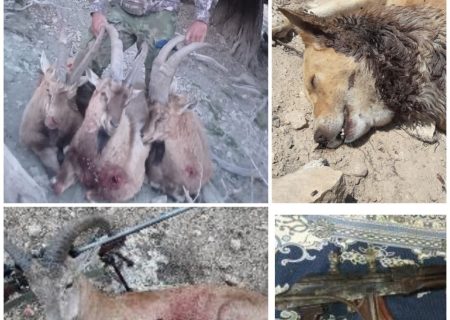 دستگیری شکارچی متخلف با ۱۴ مورد تخلف شکار غیرمجاز در شهرستان مانه و سملقان
