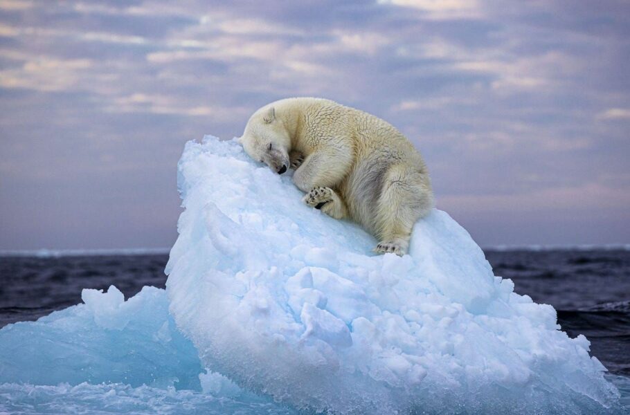 عکاس ایرانی با تصویر خود از یک خرس قطبی، برنده مسابقه عکاسی حیات‌وحش شد.