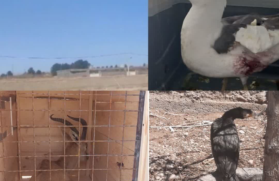 تیمار و رهاسازی چهار گونه جانوری در طبیعت میاندشت